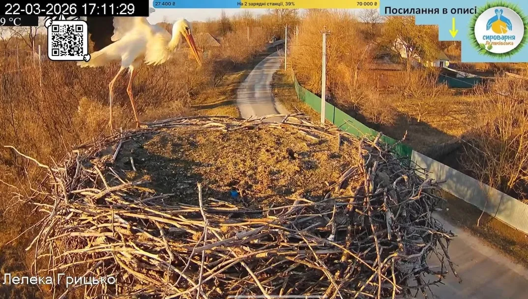 На Полтавщині у гнізді “Лелеки Грицька” помітили першого лелеку сезону