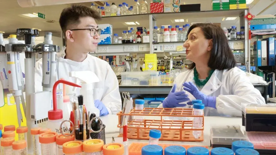 Scientists have advanced towards growing teeth in the laboratory