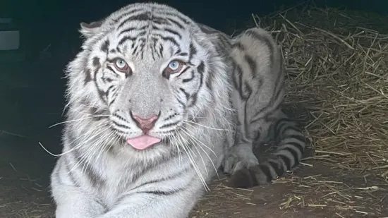 From the hell of Kharkiv to a life of luxury in Britain: the incredible rescue of a white tiger