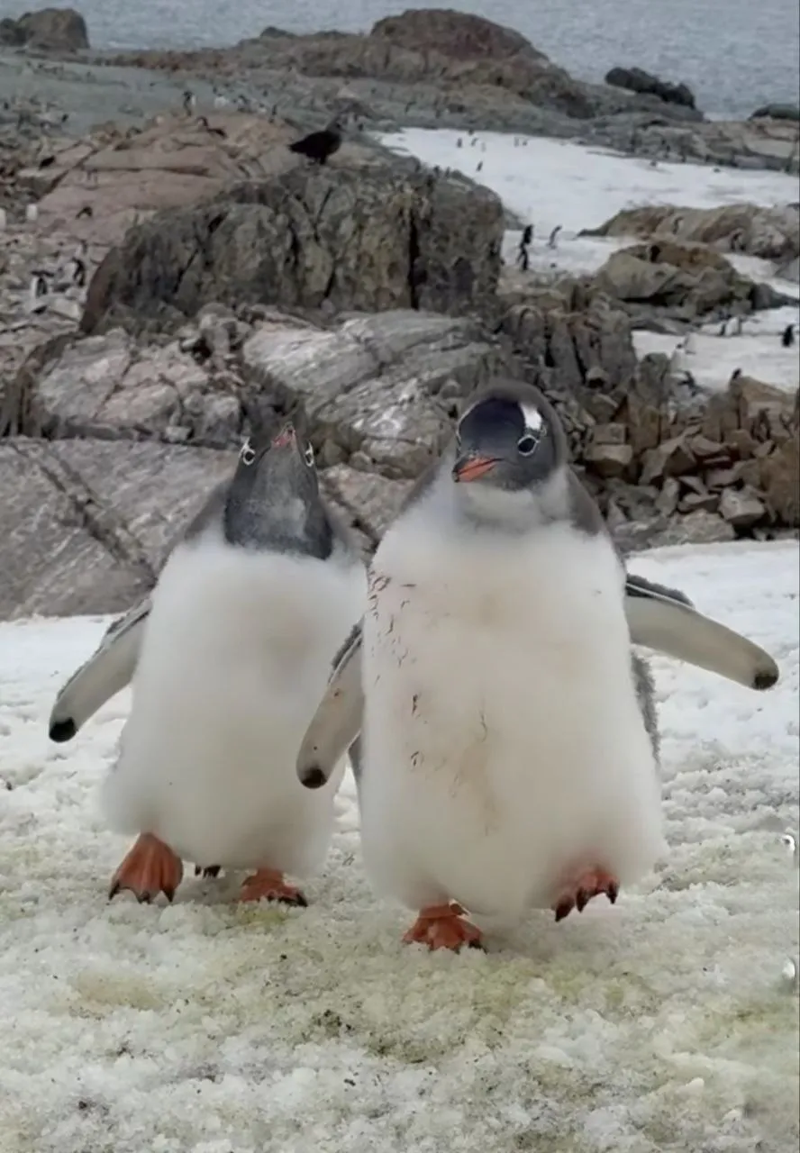 ‘They gave her a peck’: curious penguins ‘attacked’ a Ukrainian polar explorer in Antarctica