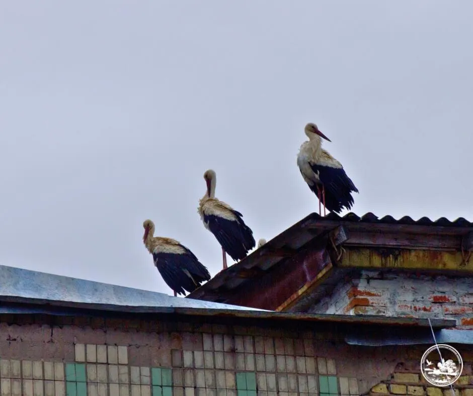 White storks have returned to Chernobyl for the first time in 20 years