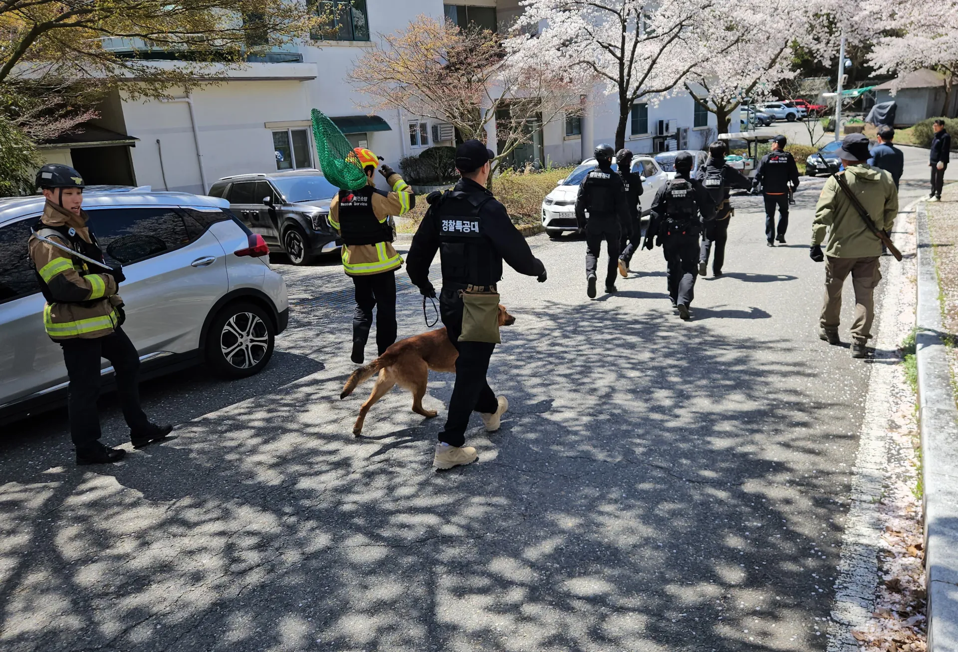 A school in South Korea has been closed due to a wolf that escaped from a zoo
