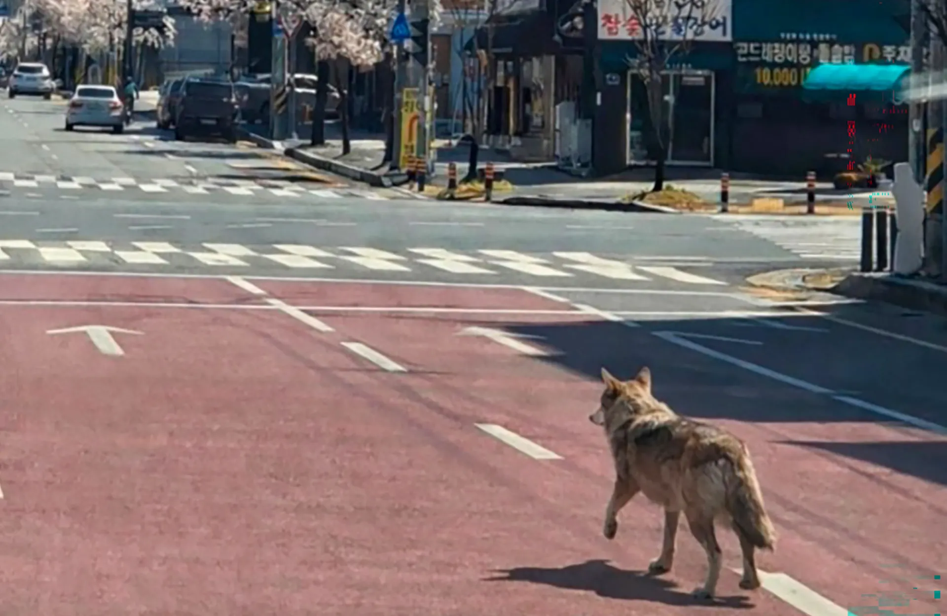 A school in South Korea has been closed due to a wolf that escaped from a zoo