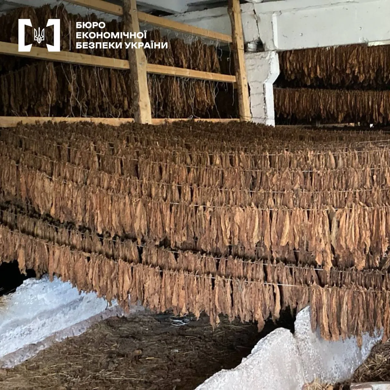 Правоохоронці викрили канал постачання тютюну з Закарпаття до підпільних цехів