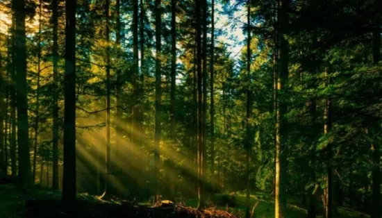 In the Carpathian region, the public prosecutor’s office is demanding over 300 million hryvnias from ‘Forests of Ukraine’ for illegal logging