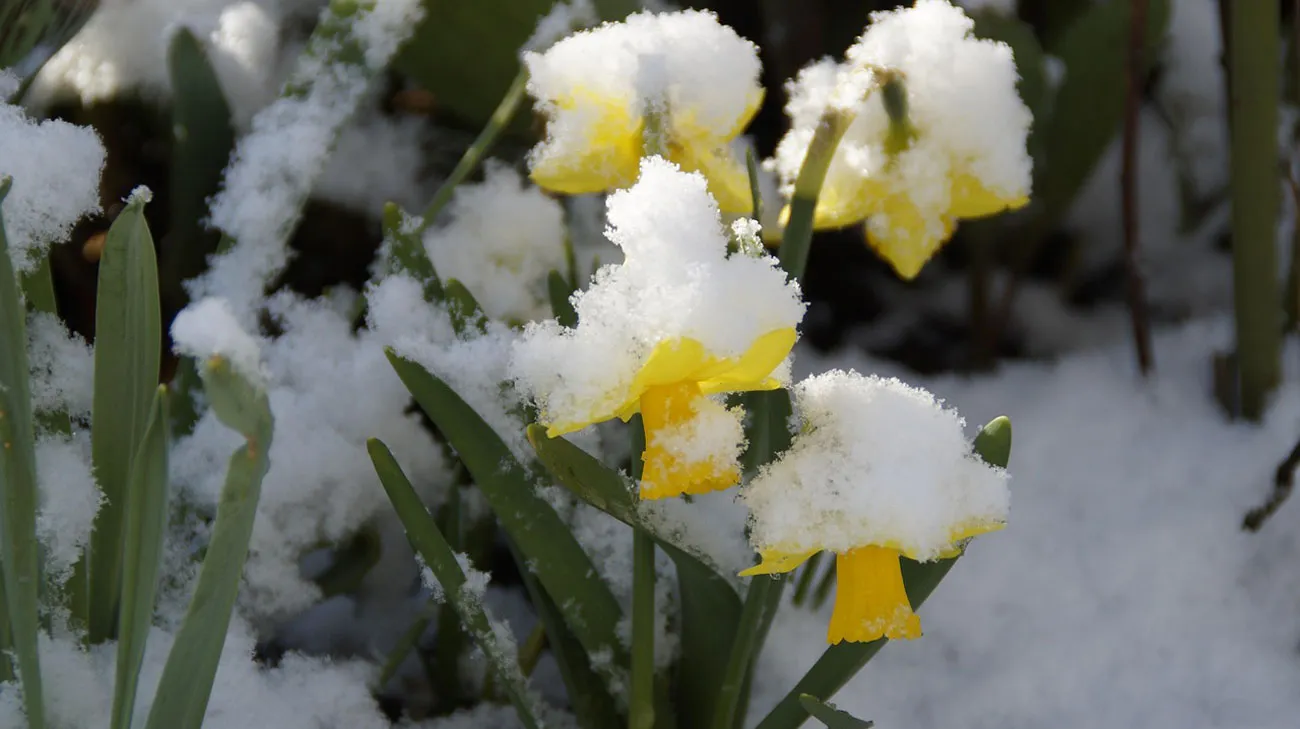 Rain, sleet and frost: what to expect from the weather on 21 April