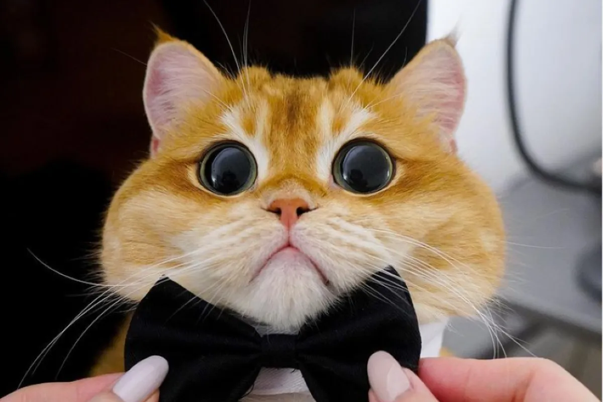 A ginger cat has appeared in Chrome, encouraging users to take a break from social media