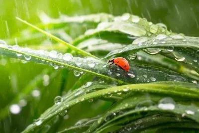 Weather on 4 May 2026: where in Ukraine will it rain