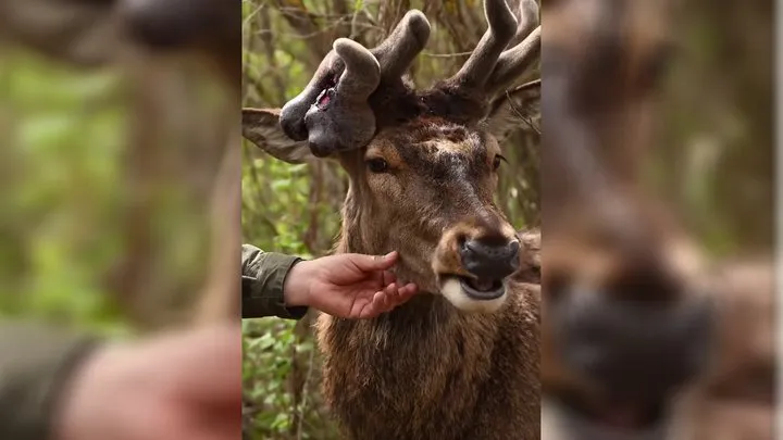 Boris the deer has been involved in a road accident for the second time. The car taking him to rehabilitation was hit by another vehicle