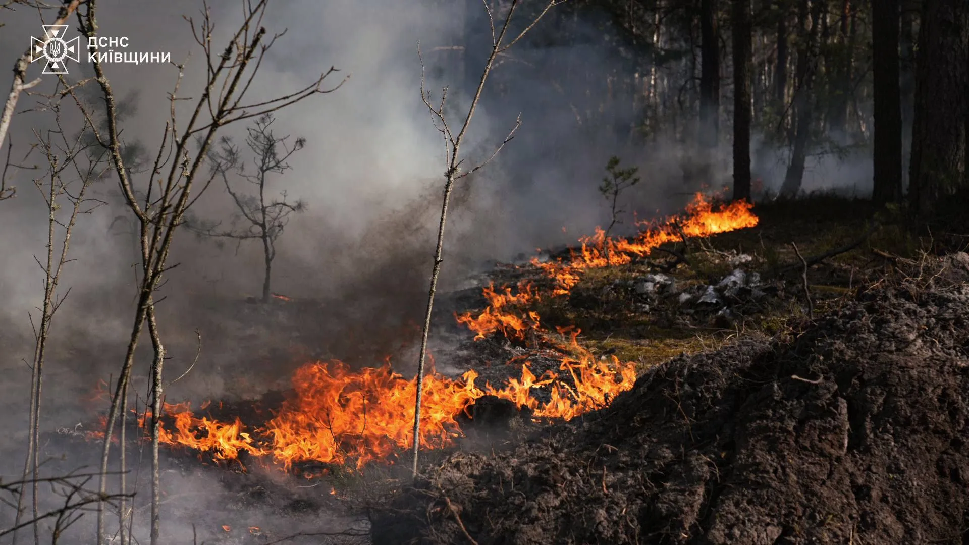 У Чорнобильській зоні відчуження палає понад 1100 гектарів лісу (ВІДЕО)