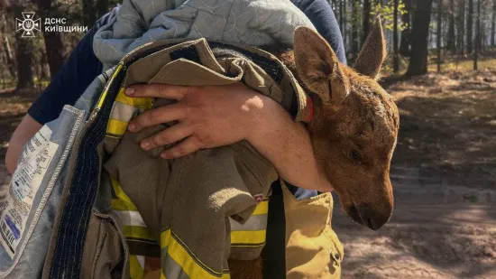 Firefighters have rescued an endangered moose calf from the Chernobyl forest, where a fire is still raging (photo)