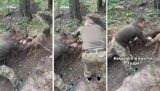 Прикордонники на Харківщині врятували косулю з антидронової сітки