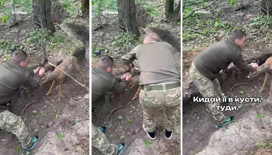 Прикордонники на Харківщині врятували косулю з антидронової сітки