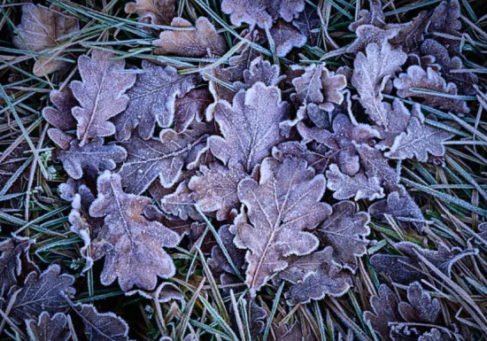 Frost without precipitation: what will the first winter weekend be like — forecasters have given their prediction for Ukraine