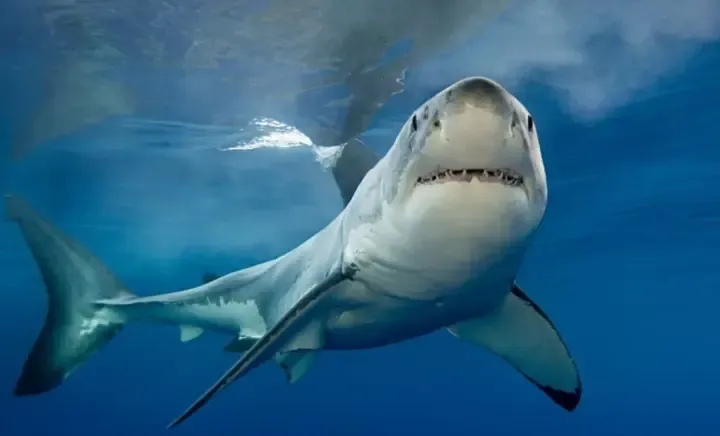 A fatal shark attack has occurred in Australia