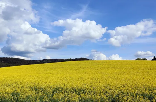 Weather forecast for Ukraine on 17 May 2026