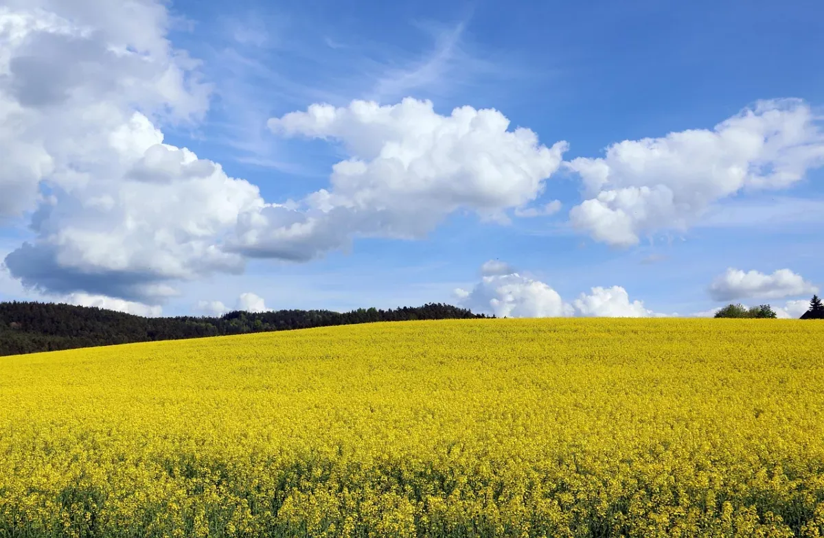 Weather forecast for Ukraine on 17 May 2026