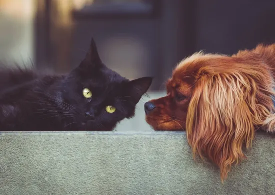 Over the past year, 2,800 pets have been registered in Kyiv: how and why to do it