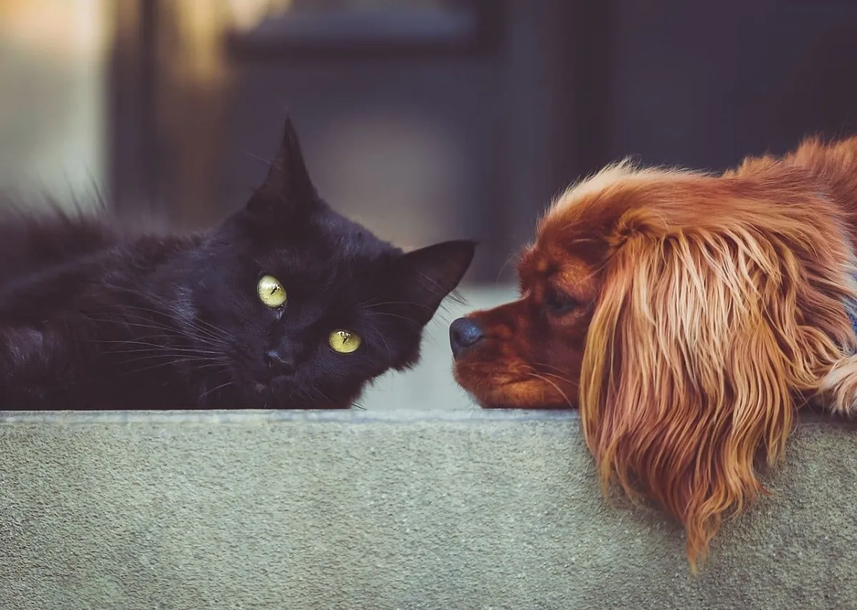 Over the past year, 2,800 pets have been registered in Kyiv: how and why to do it