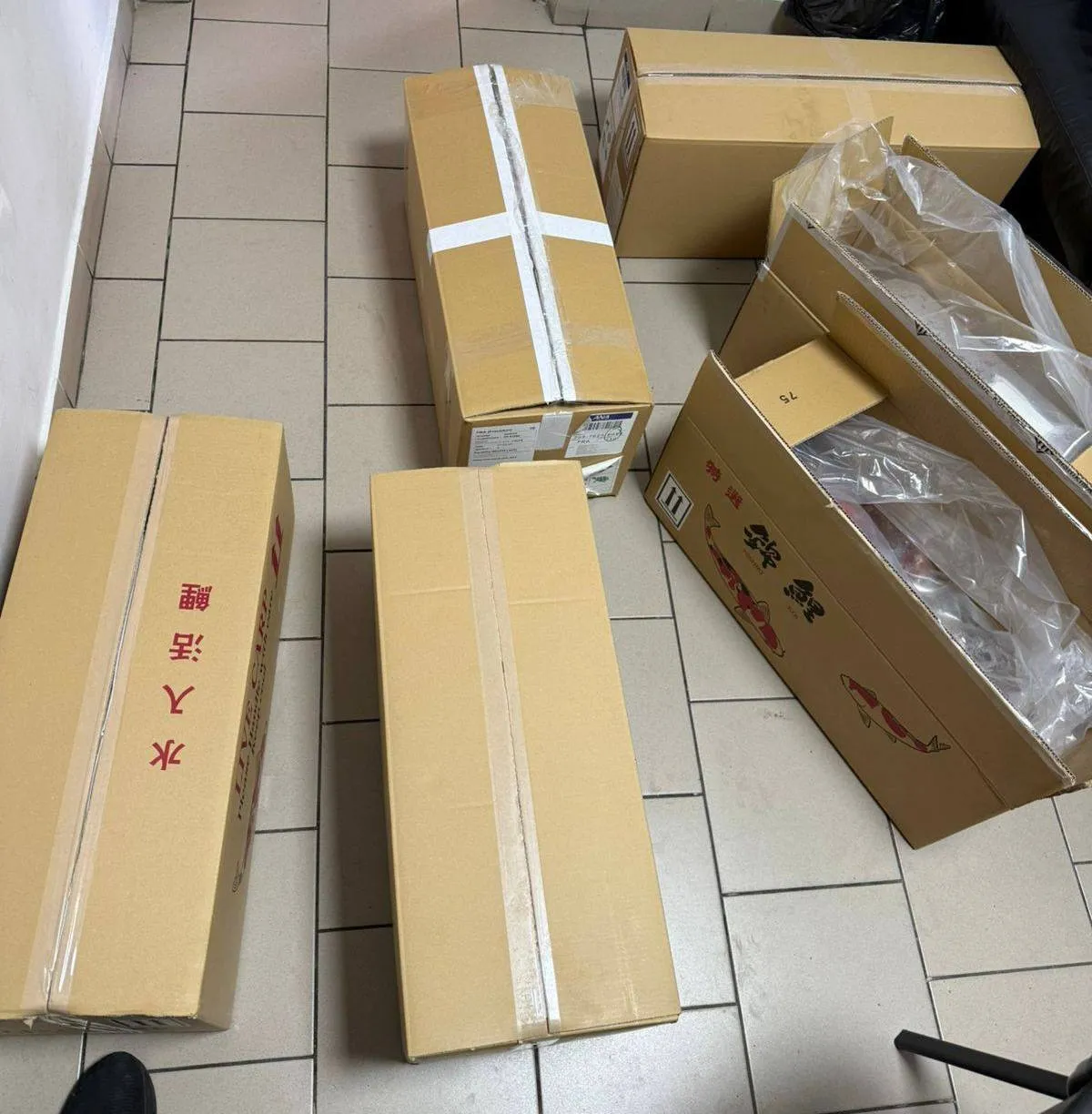 Customs officers in Krakivka have seized over a hundred smuggled Japanese koi carp worth more than a million hryvnias