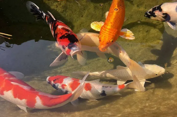 Customs officers in Krakivka have seized over a hundred smuggled Japanese koi carp worth more than a million hryvnias