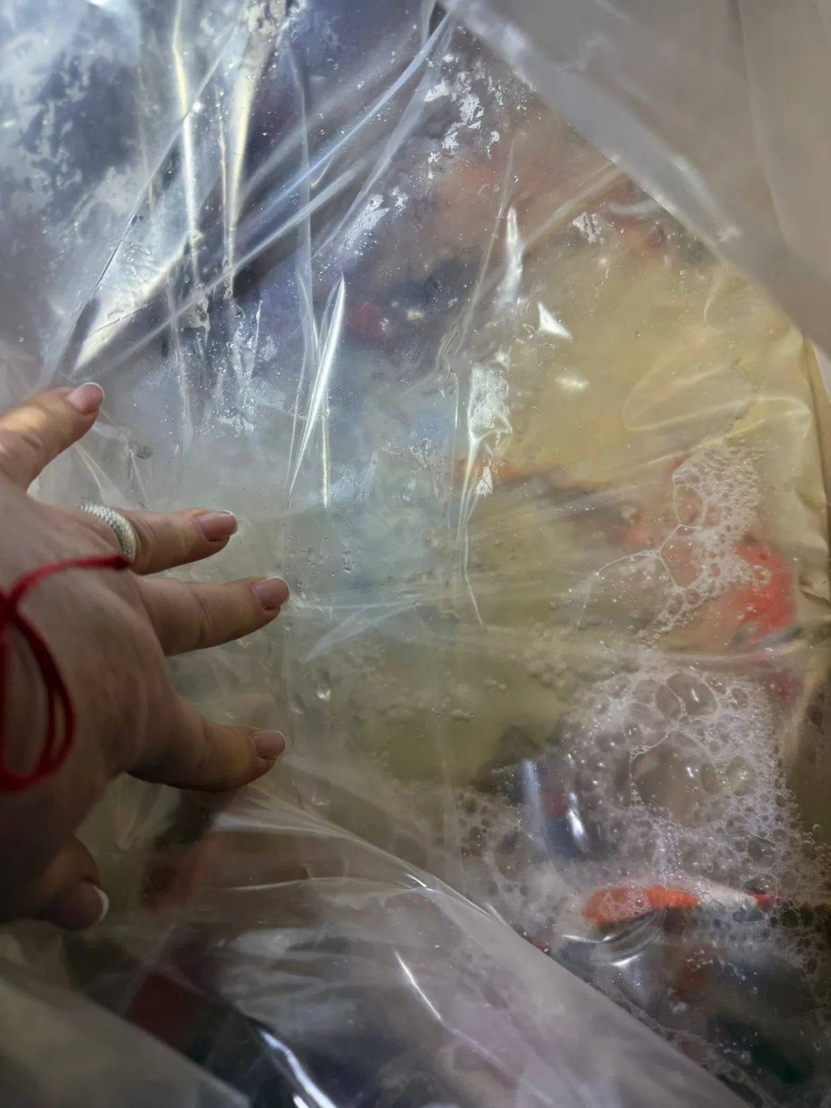 Customs officers in Krakivka have seized over a hundred smuggled Japanese koi carp worth more than a million hryvnias