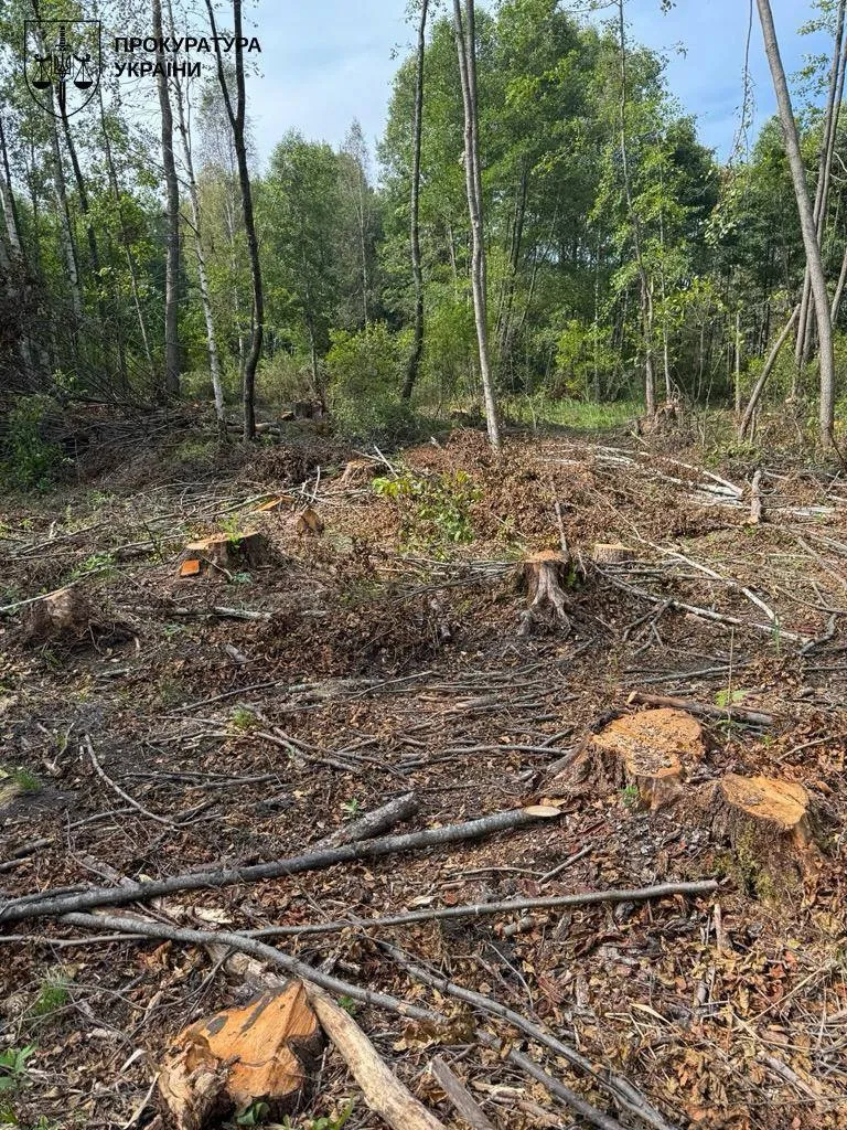 A local councillor and head of a forestry enterprise in the Lviv region is to stand trial over the illegal felling of trees worth over 100 million hryvnias