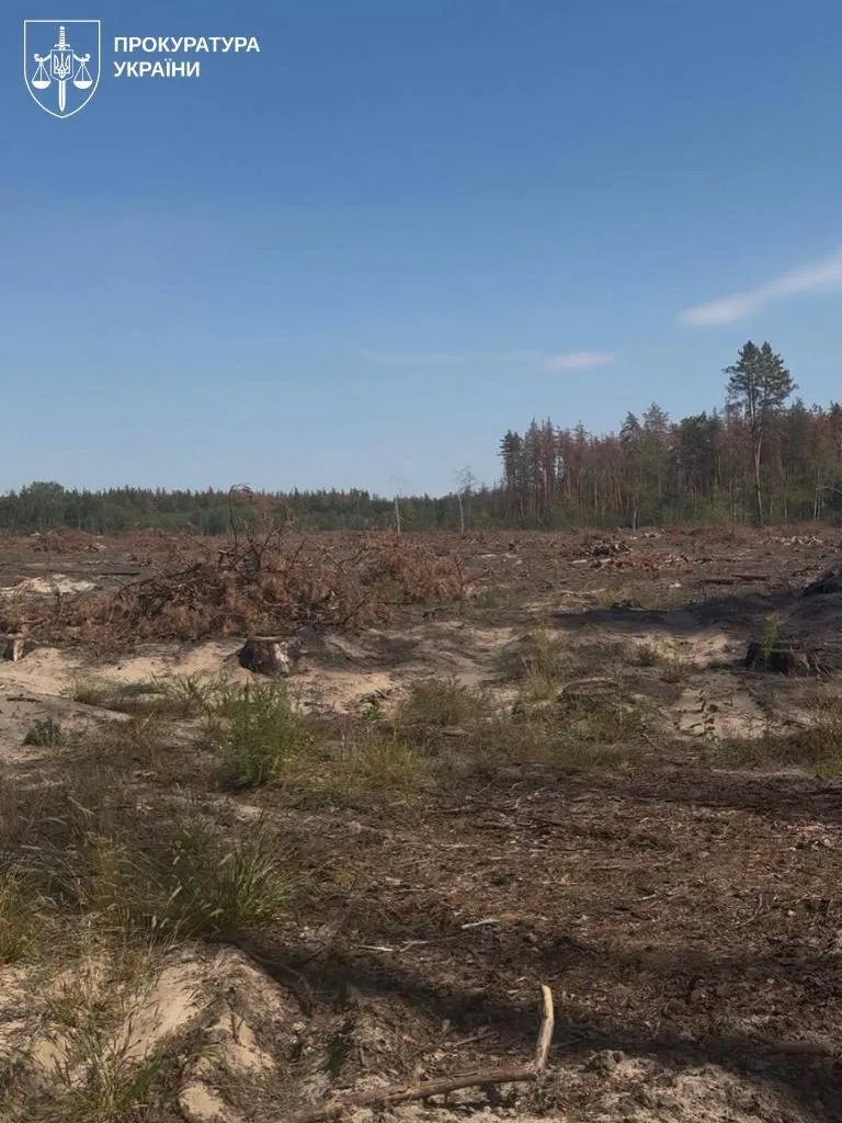 A local councillor and head of a forestry enterprise in the Lviv region is to stand trial over the illegal felling of trees worth over 100 million hryvnias