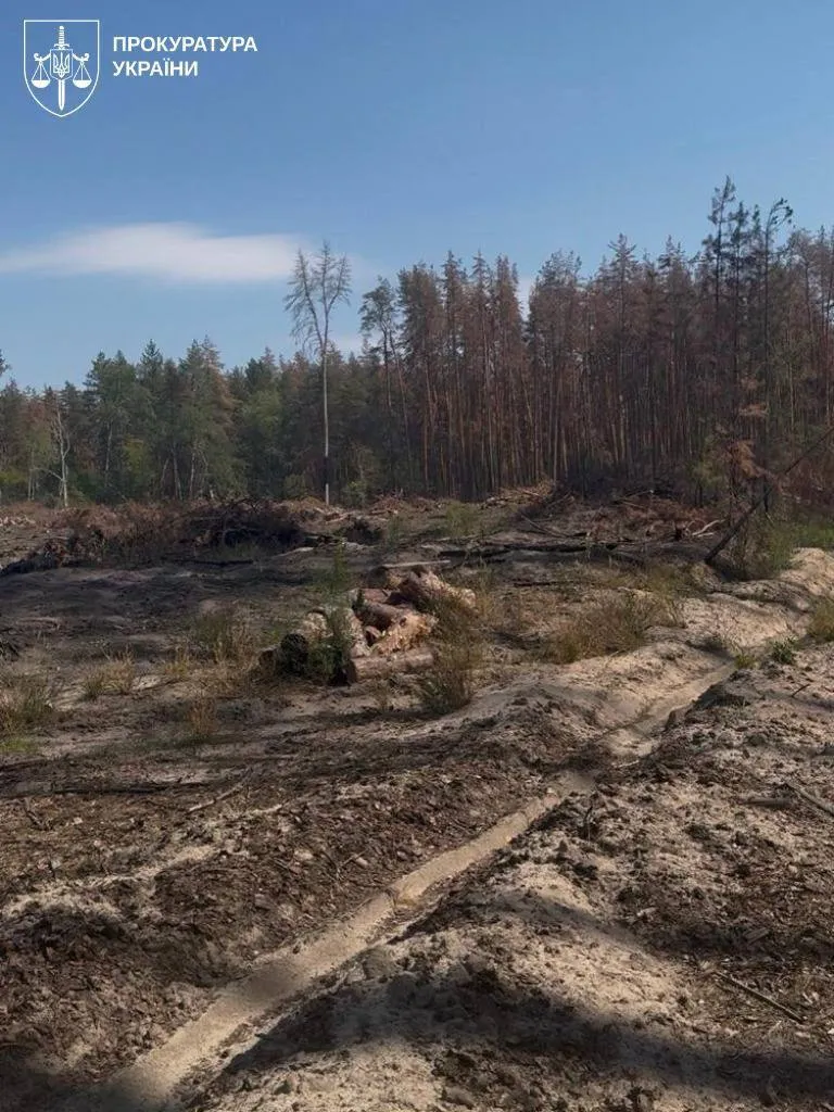A local councillor and head of a forestry enterprise in the Lviv region is to stand trial over the illegal felling of trees worth over 100 million hryvnias