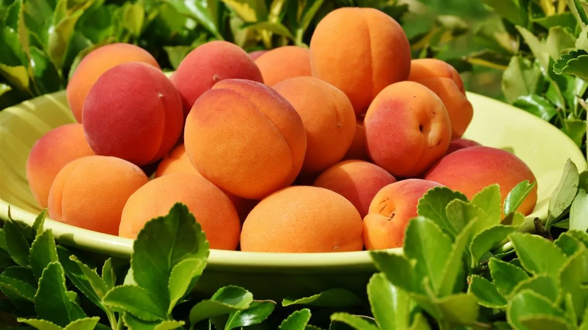 Apricots and peaches could be in short supply: what to expect this summer