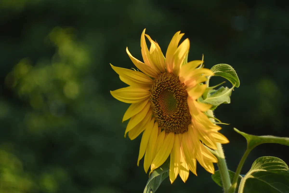 The weather in Ukraine in June 2026: will a heatwave hit Ukraine?