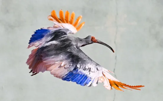 In Japan, rare crested ibises, which had become extinct in the country several decades ago, have been reintroduced into the wild