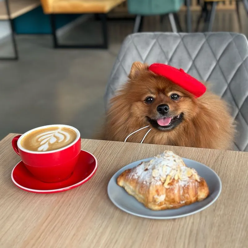 Ukraine is creating its first pet-friendly guide for businesses