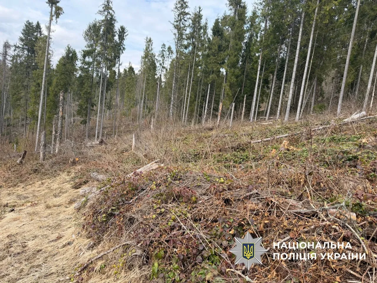 На Львівщині двом посадовцям лісгоспу оголосили підозру через знищення понад 20 тисяч дерев