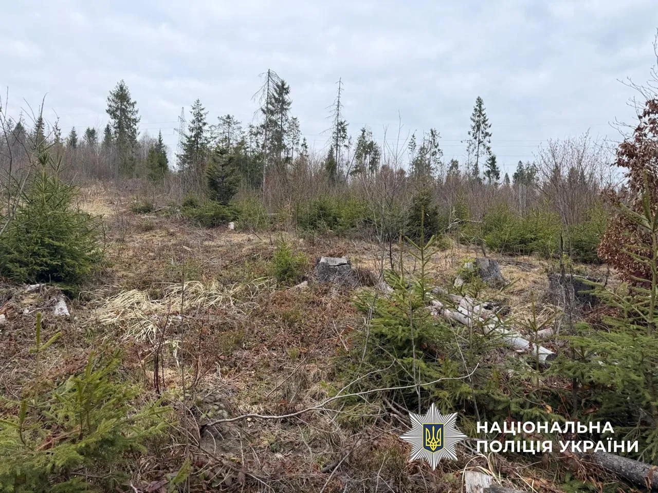 На Львівщині двом посадовцям лісгоспу оголосили підозру через знищення понад 20 тисяч дерев