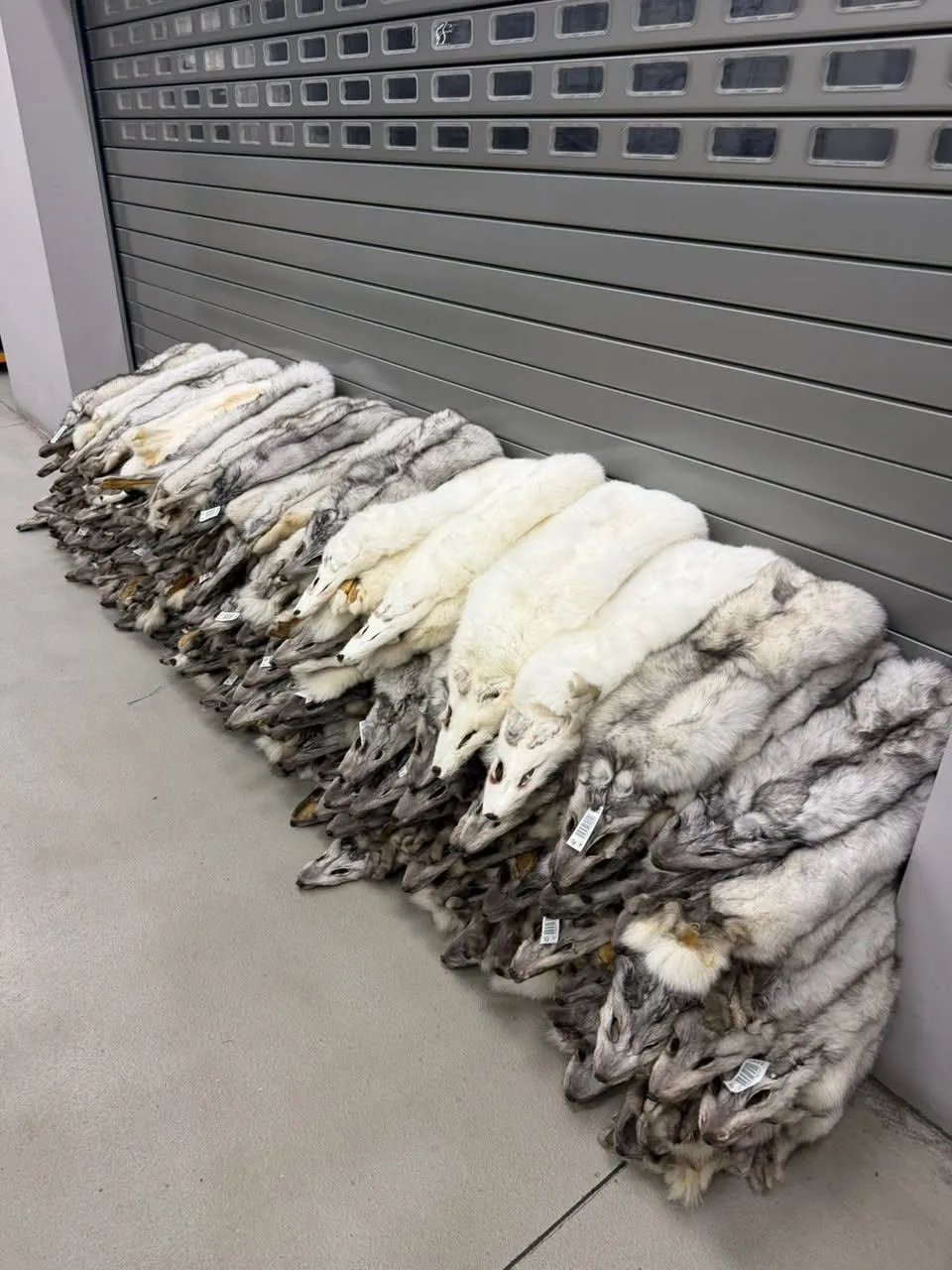 120 fox pelts were found on a bus travelling from Warsaw to Ivano-Frankivsk
