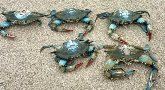 American crabs and Japanese prawns have appeared in the Black Sea: what is the reason?