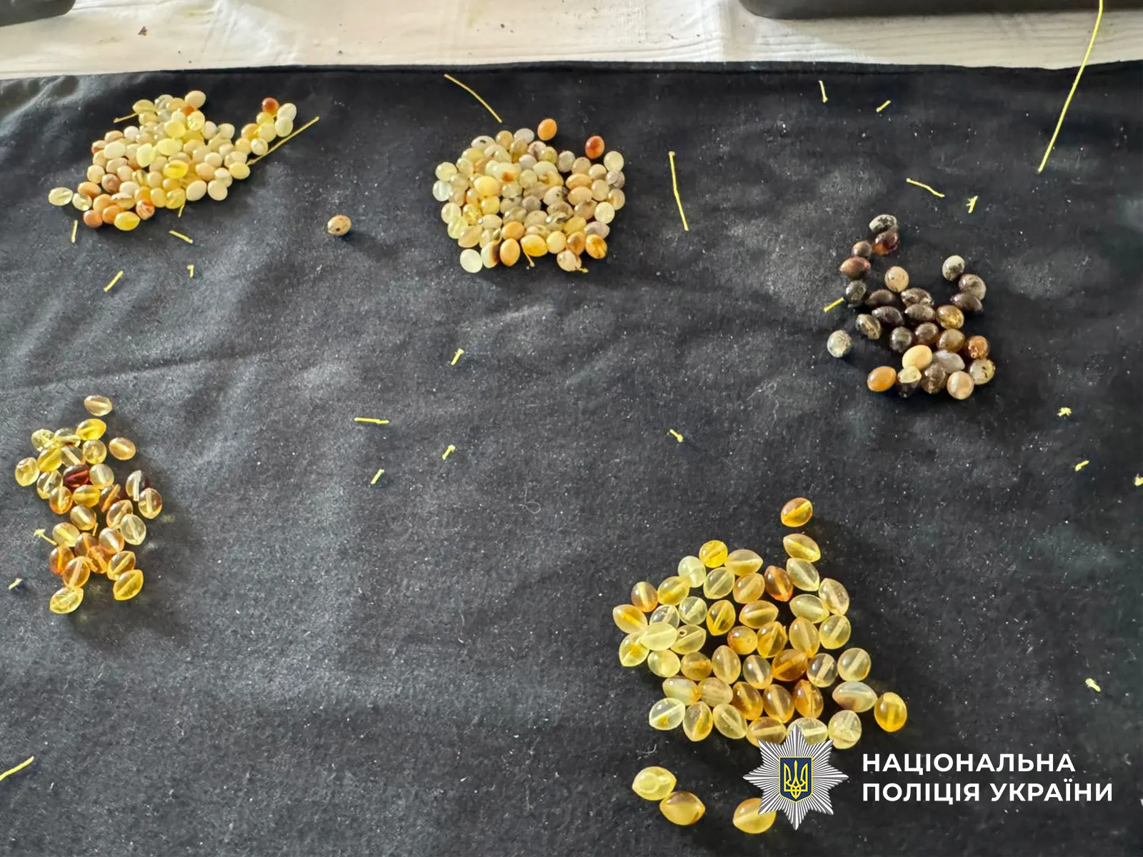 A large-scale amber smuggling operation has been uncovered in the Rivne region