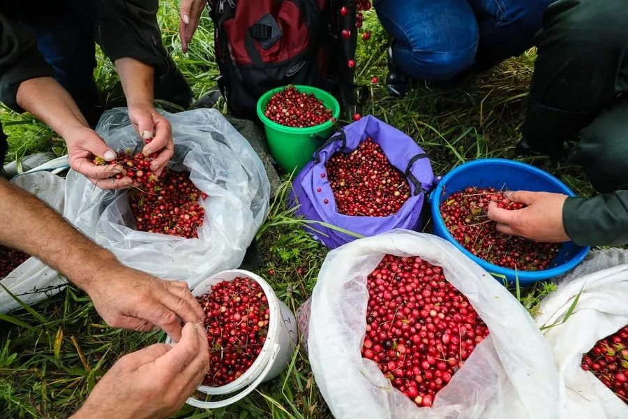‘Principles of friendship and good neighbourliness’. Belarus has stated that it is prepared to allow Ukrainians into its forests to pick mushrooms and berries