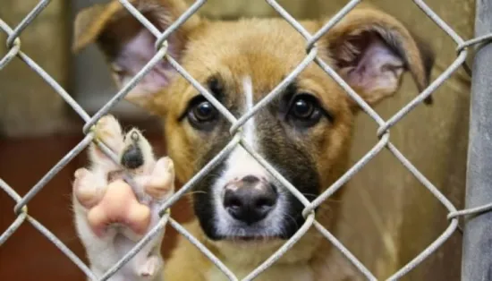From fines to prison: how animal cruelty is punished in Ukraine