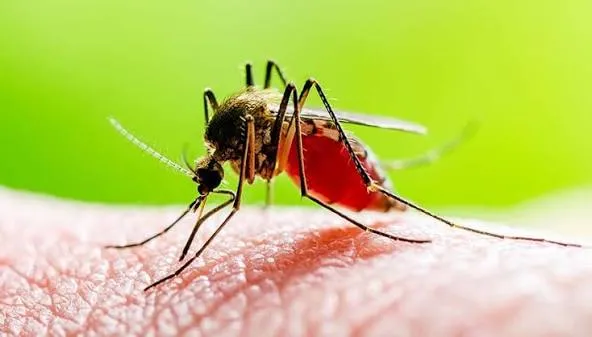 Two further cases of tropical malaria have been recorded in the Lviv region. The patients had been on holiday in Zanzibar the day before