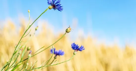 Погода в Україні 11 липня 2026 року