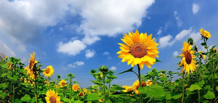 The weather in Ukraine on 20 July 2026
