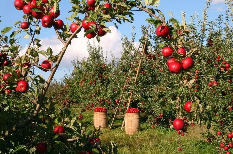Україна переходить на правила ЄС для органічних продуктів: кого торкнуться нові вимоги