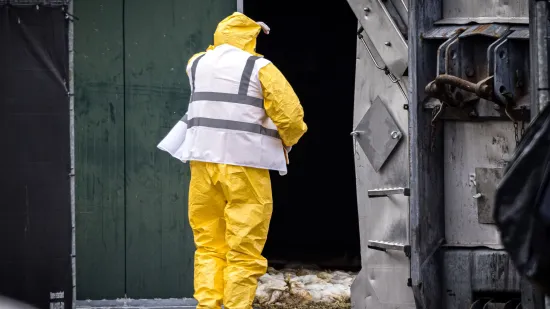 Avian influenza outbreak in the Netherlands: almost 100,000 chickens are destroyed in Limburg
