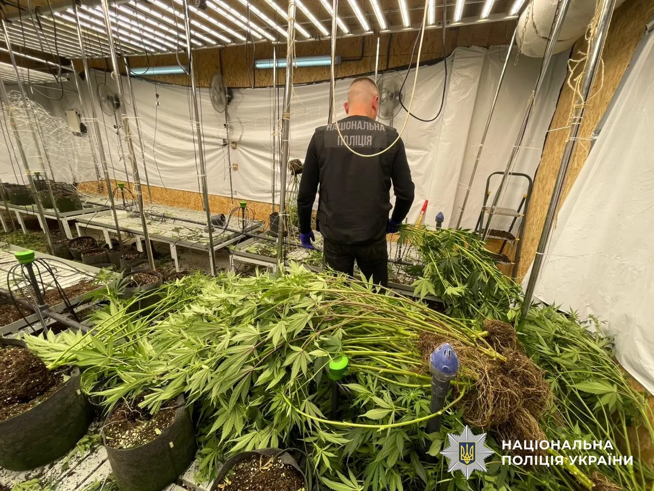 У Дніпрі викрили масштабну нарколабораторію з 220 кущами конопель