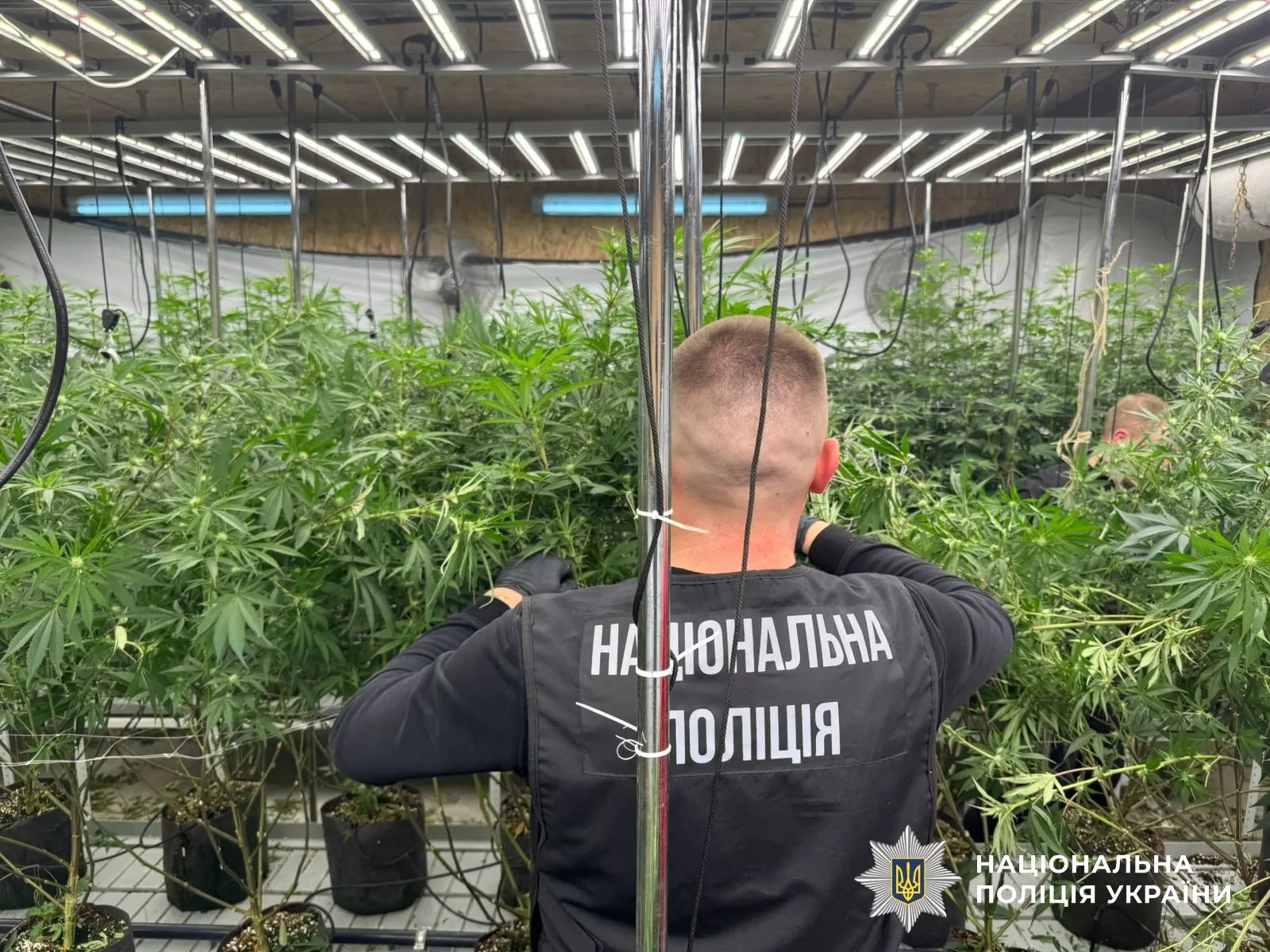 У Дніпрі викрили масштабну нарколабораторію з 220 кущами конопель
