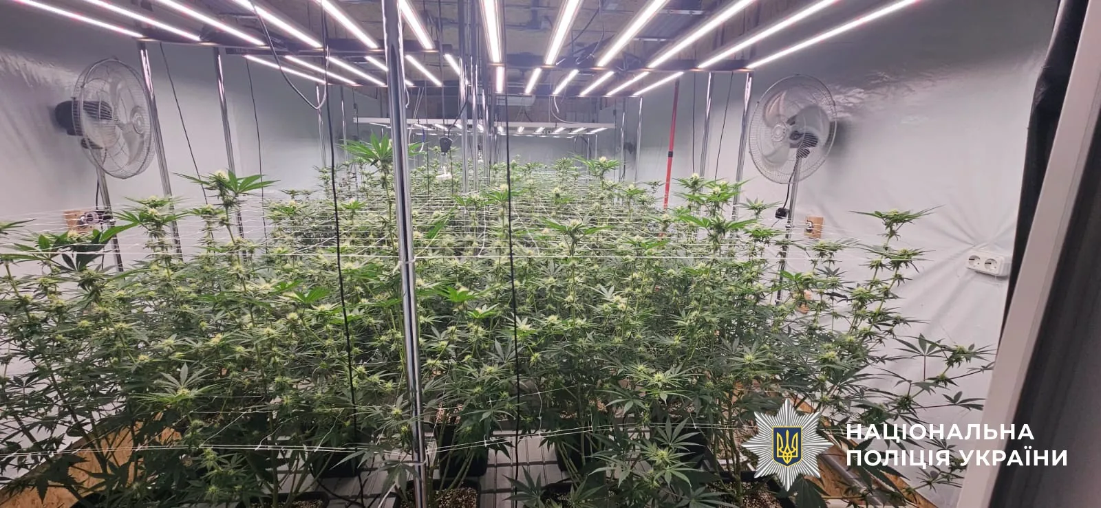 У Дніпрі викрили масштабну нарколабораторію з 220 кущами конопель