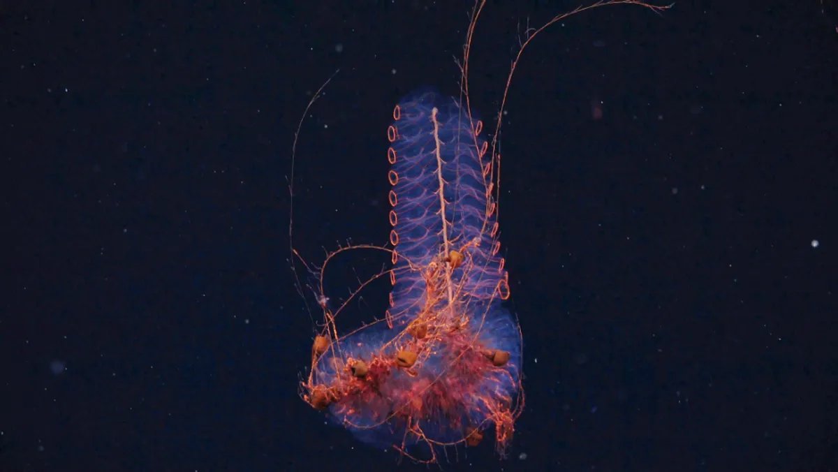 Researchers have discovered over 40 potentially new species of marine organisms