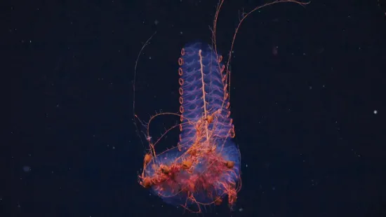 Researchers have discovered over 40 potentially new species of marine organisms